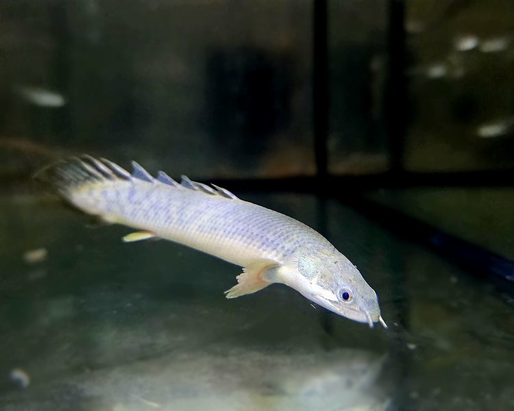Polypterus Palmas - 8-10cm
